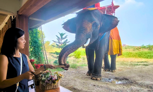 世界遺産アユタヤ遺跡観光 + 象が遊びに来るカフェで特別ふれあい体験♪ 象との写真タイム+餌やり体験付き